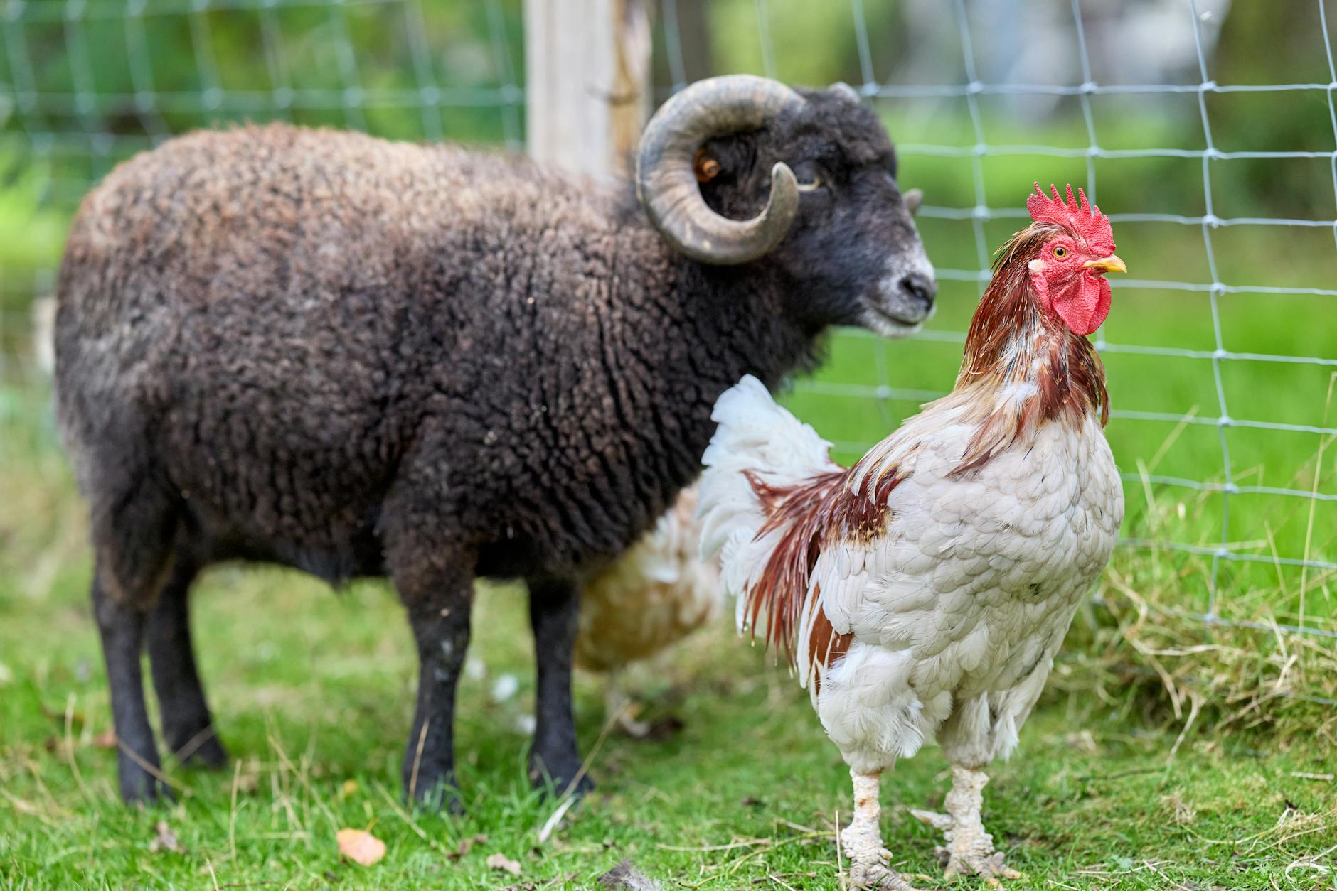 EIZO Foris FG2421 VGA computer monitor displaying test pattern