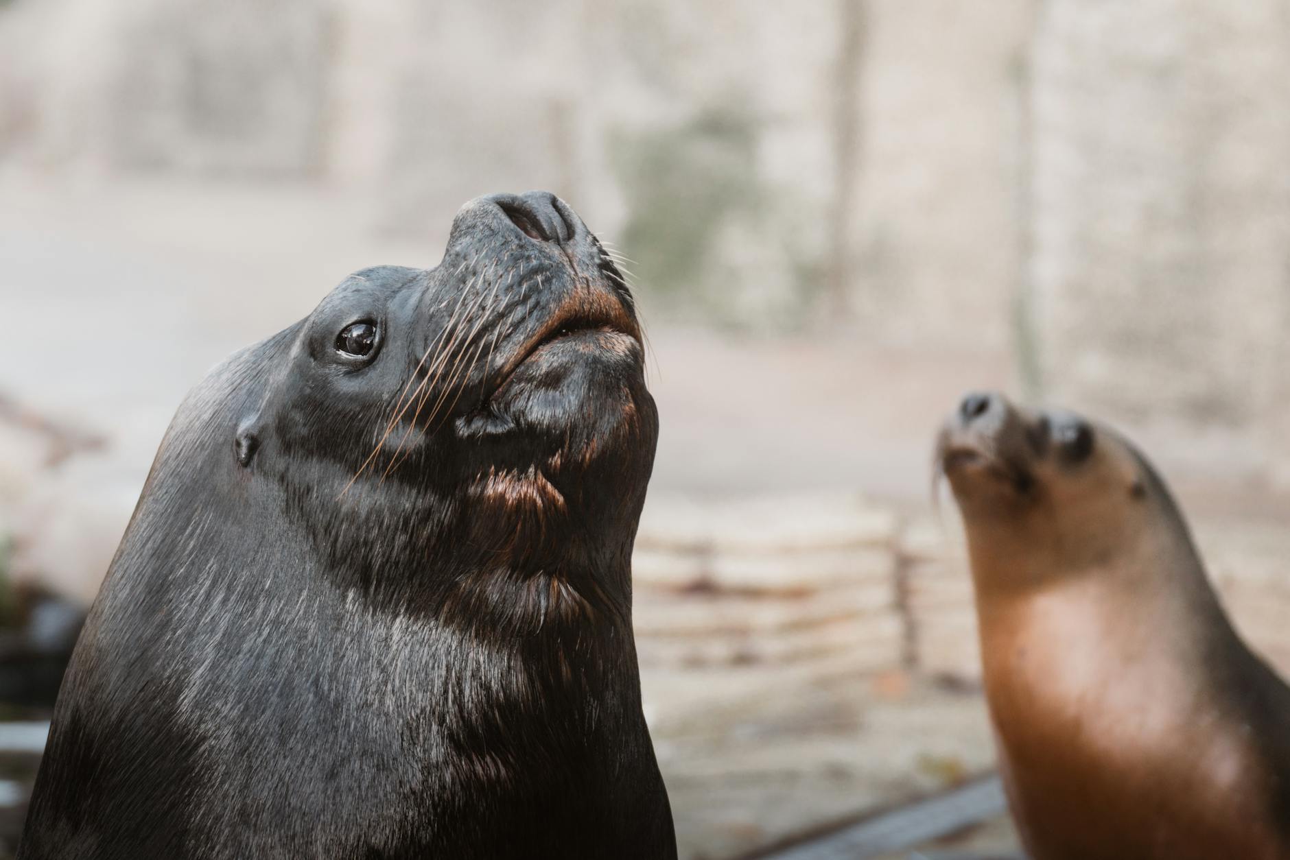 SONY ICX024AK 10A 1988 494kpix CCD