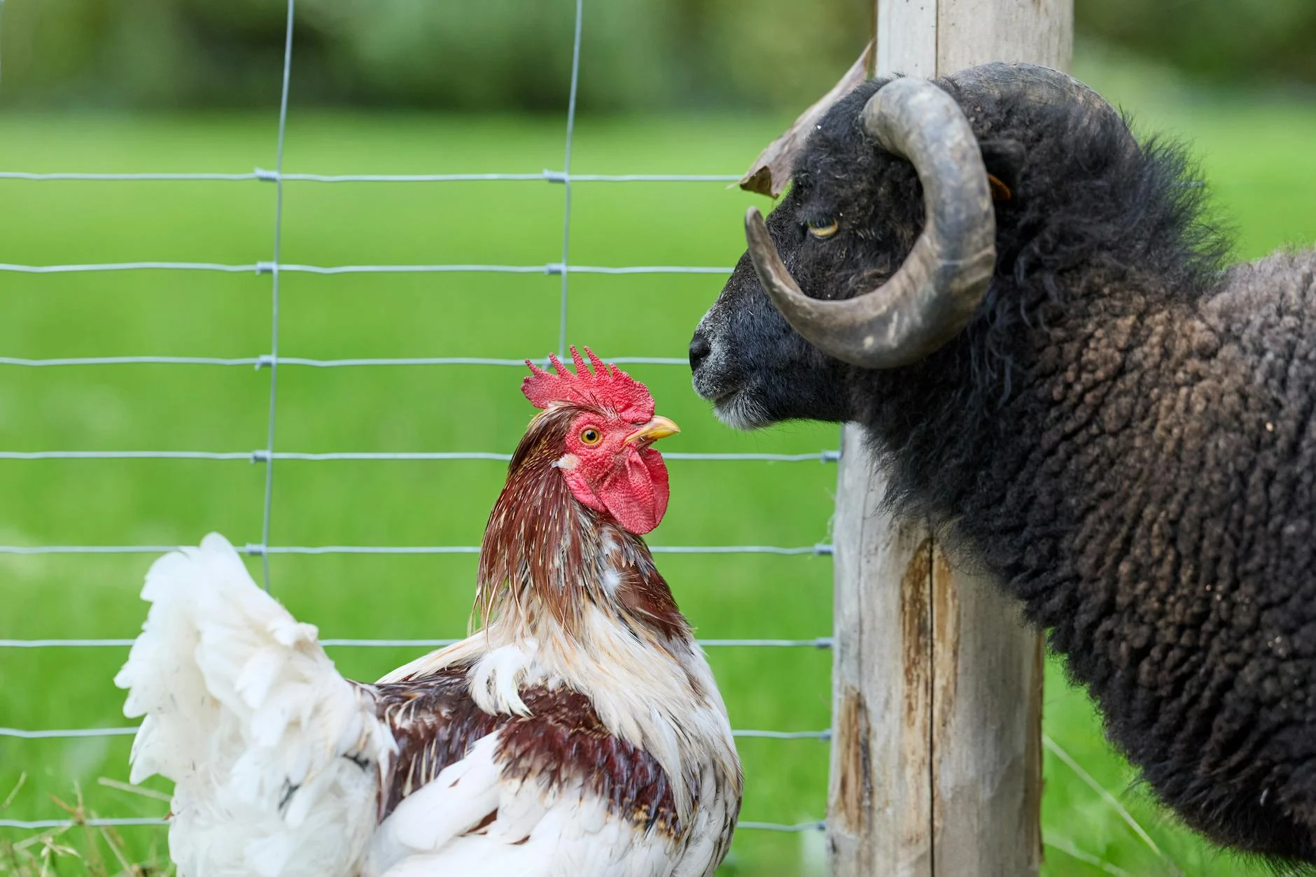 Apple Headquarters, Cupertino, California